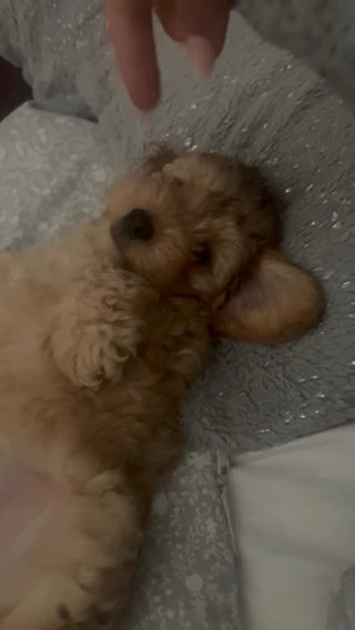 Lovely Cavapoo Puppy For Sale in London