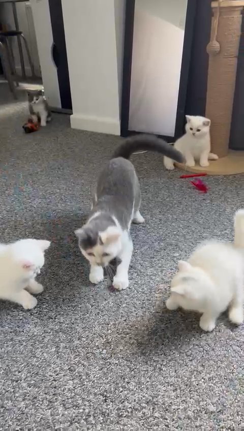 Amazing and so lovely BSH kittens in Huntingdonshire