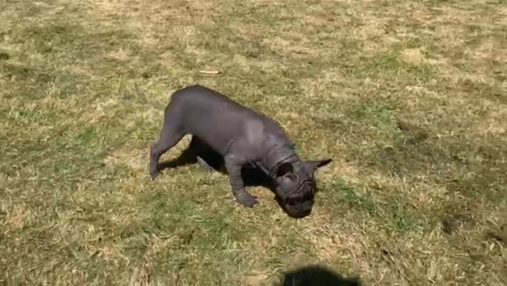 Hairless Frenchie Female in Glasgow