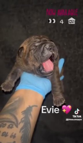 Sharpei Pups For Sale in Birmingham