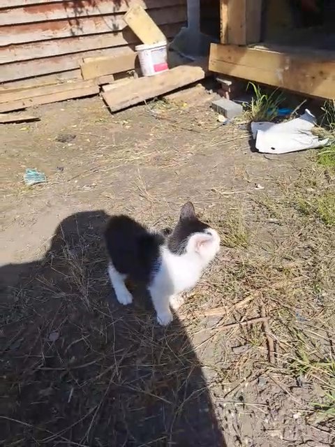 free cat barking in London
