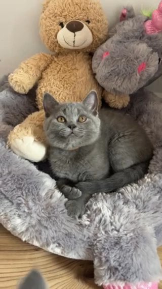 Last British Shorthair Girl AVAILABLE in London