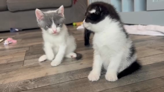 Scottish Fold Kittens in London