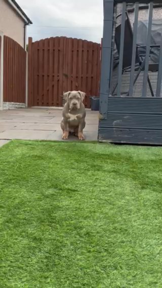 Lilac Tri XL Bully in Rotherham