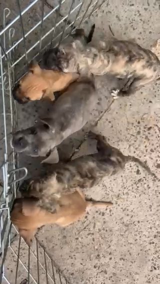 Mixed Breed Females in Telford and Wrekin