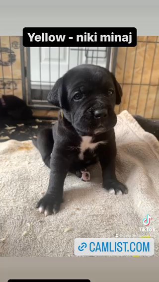Champion Blood Line Cane Corso Puppies in Exeter