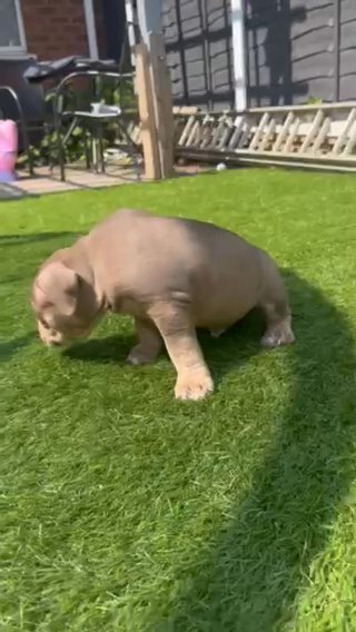 House Trained Micro Exotic Bully 16wk in Birmingham