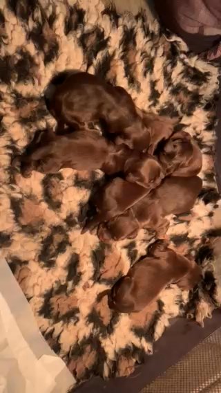 New Born Working Cocker Spaniels 3 Days Old in Manchester