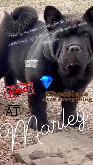 Black Boy Carrying At Ky Chocolate & Blue For Stud in Harrogate