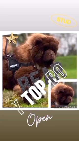 Chocolate Boy Working Stud in Harrogate