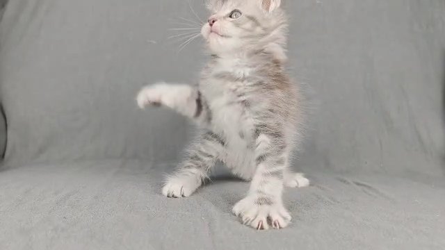 Shaded line Maine Coon kittens LAST GIRL!!! in Wakefield