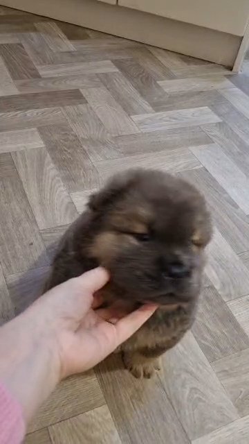 chow chow in Doncaster