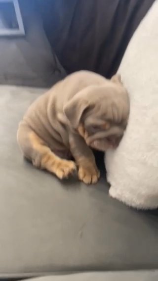 Lilac And Tan Full Suit English Bulldog in Nuneaton & Bedworth