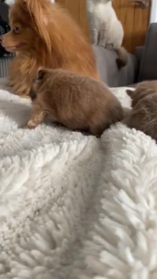 Pomeranian Puppies in Swansea