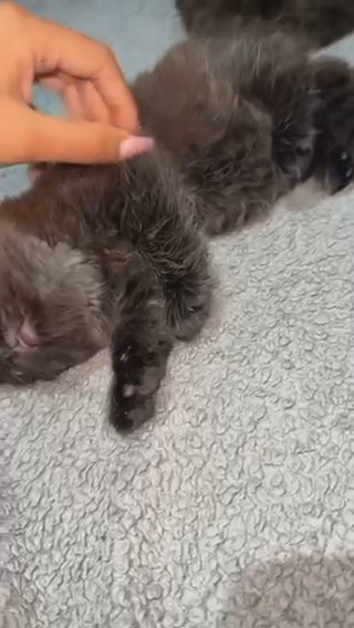 One Boy Kitten Left in London