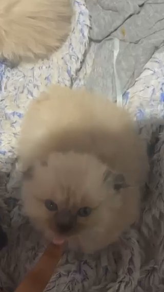 One Amazing Kitten in London