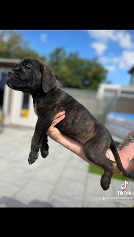 Dog De Bordeaux X Cane Corso in Kingston upon Hull