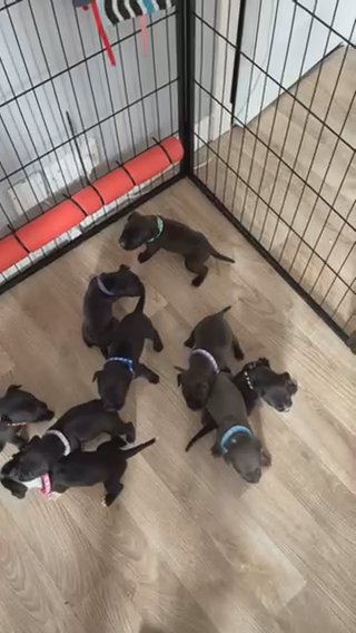 Staffordshire Bull Terrier Puppies in Glasgow