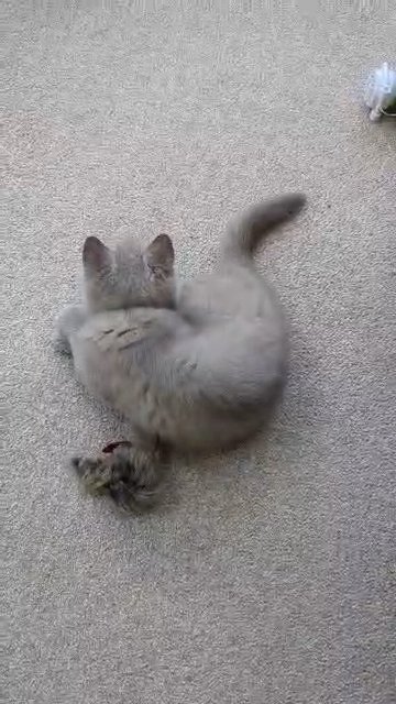 GCCF Registered British Shorthair Lilac Kitten in Gateshead