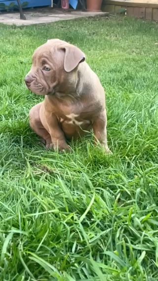 Quality Female American pocket Bully in Hinckley and Bosworth