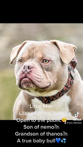 Lilac Tri Micro Bully in Wakefield
