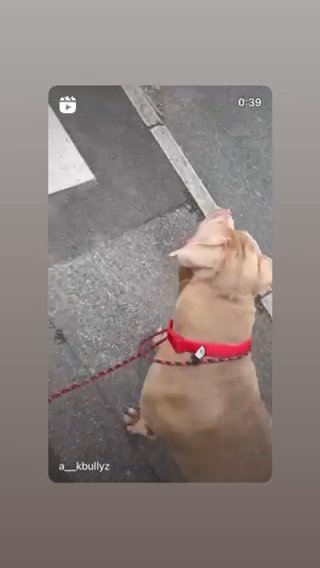 Female Lilac Xl Bully in Southampton