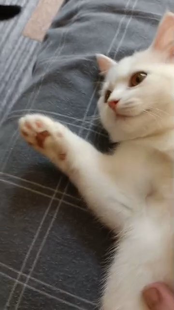 very rare kitten in Tunbridge Wells