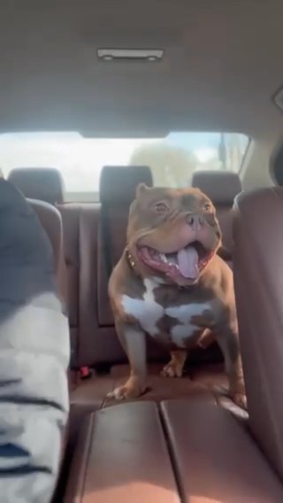 American Pocket Bully ( Female ) in Manchester