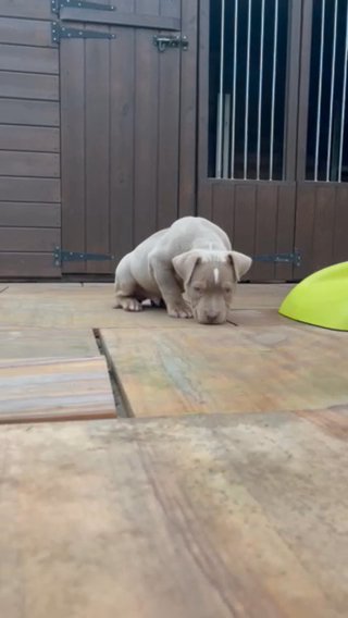 LILAC GHOST TRI MALE in Blackburn with Darwen