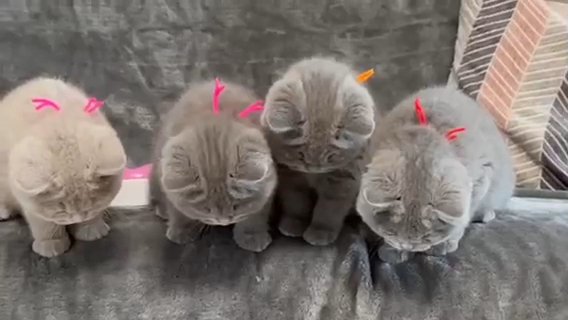 British Shorthair Kittens in London