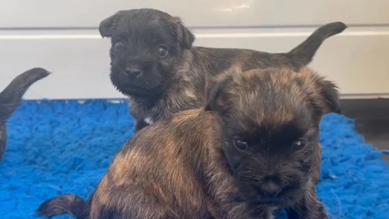 Cairn Terrier Quality Puppy Available 8th Sept in Derby