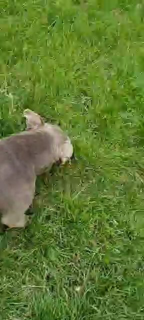 15 months old pocket bitch in Barnsley