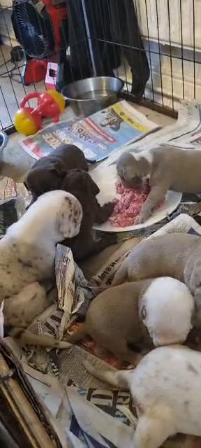 xl bully pups in Barnsley
