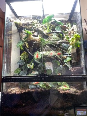 Lily White Crested Geckos in Barnsley