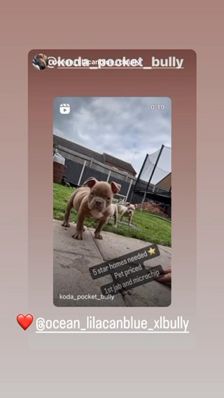 Pocket Bullies in Coventry