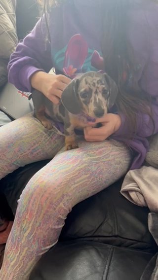 Kc Registered Miniature Dachshund Female in Wirral