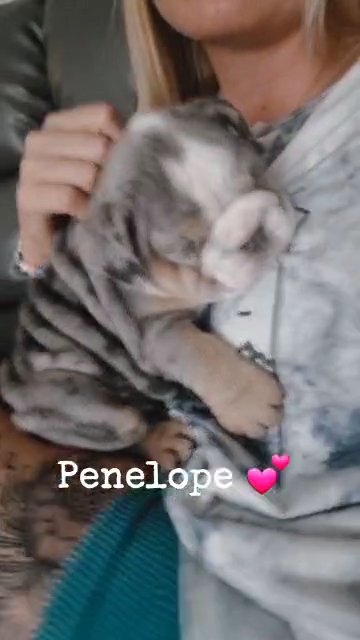 british bulldog puppies in Liverpool