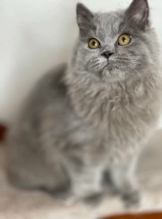Amberstone Cattery in Coventry