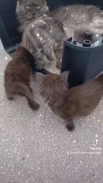STUNNING MAINECOON KITTENS in Manchester