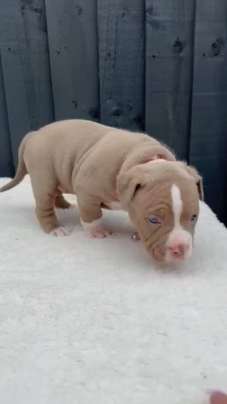 FEMALE LILAC TRI POCKET BULLY in Bristol