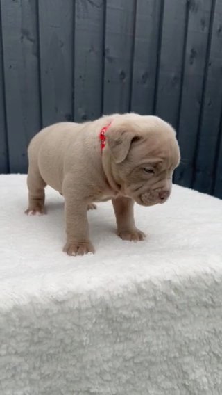 MALE LILAC GHOST TRI POCKET BULLY in Bristol