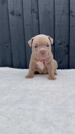 FEMALE AMERICAN POCKET BULLY ? in Bristol