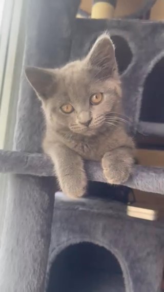 British Shorthair Crossed Norwegian Forest in London
