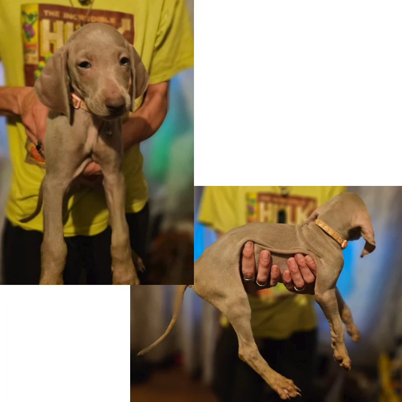 weimaraner puppies in Wolverhampton