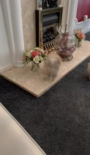 Tiny Quality Pomeranian - Reduced in Coventry