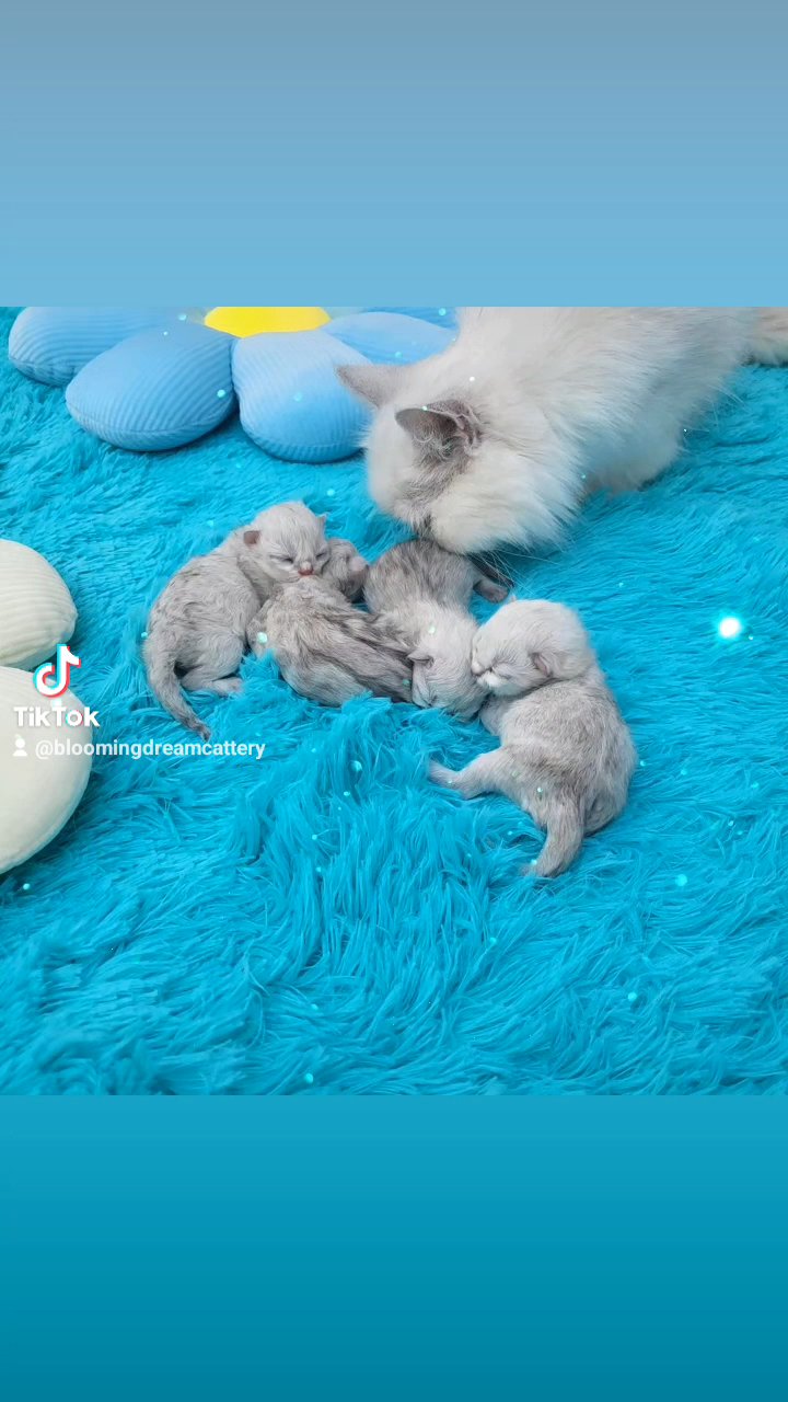 gorgeous pedigree persian chinchillas in Peterborough