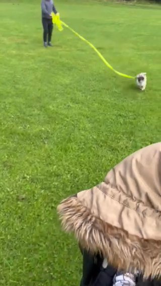 Female Pug in Calderdale