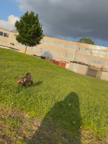 6 Month Pup in London