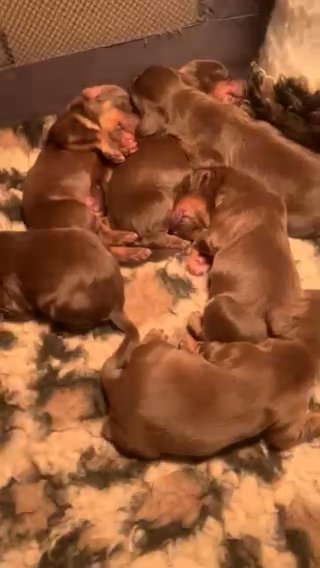 Chocolate And Tan Working Cocker Spaniel in Manchester
