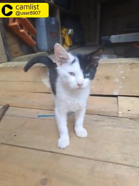 free cat barking pick up now in London